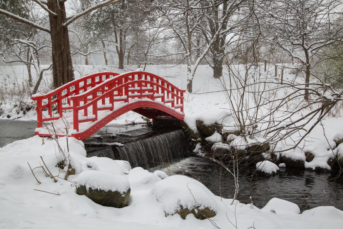 Japanese Bridge at Cranbrook, December 2016 Japanese Bridge in winter